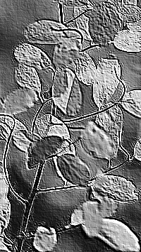 Skamielina