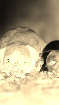 Sepia + Negatyw