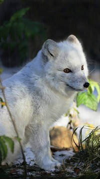 Oryginalny obrazek