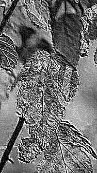 Skamielina