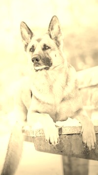 Szary + Sepia