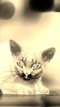 Sepia + Negatyw