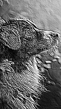 Skamielina