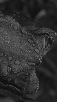 Szary