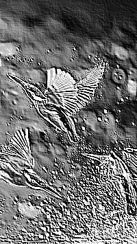Skamielina
