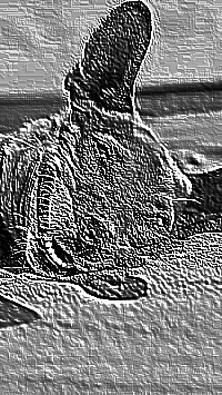 Skamielina