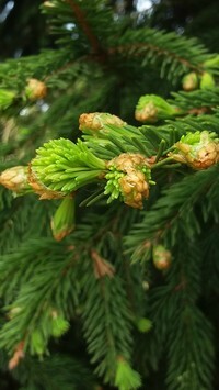 Oryginalny obrazek