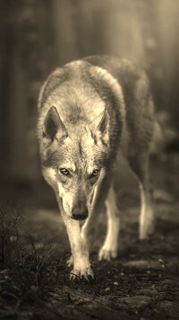 Sepia
