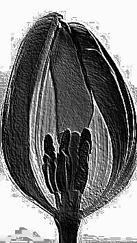 Skamielina