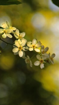 Oryginalny obrazek