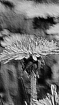 Skamielina