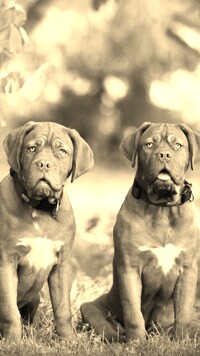 Szary + Sepia