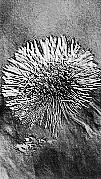 Skamielina