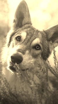 Szary + Sepia