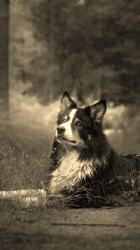Szary + Sepia