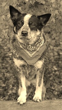 Szary + Sepia