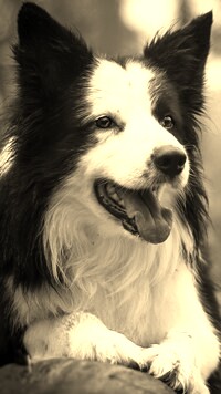 Sepia