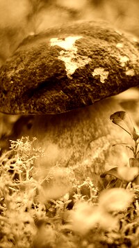 Sepia