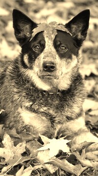 Szary + Sepia
