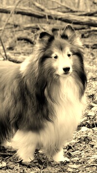 Sepia