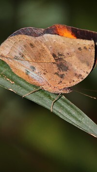 Oryginalny obrazek