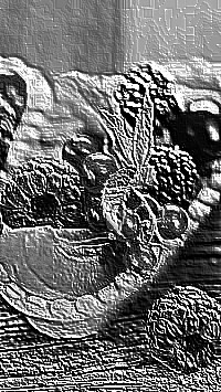 Skamielina