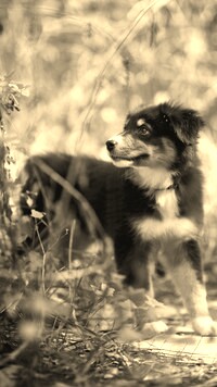 Szary + Sepia