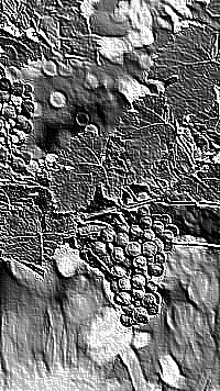 Skamielina