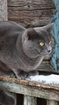 Oryginalny obrazek
