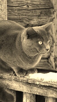 Szary + Sepia