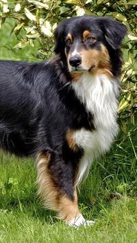 Oryginalny obrazek