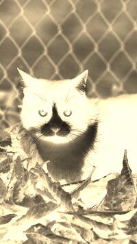 Sepia + Negatyw