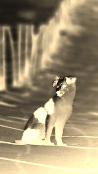 Sepia + Negatyw