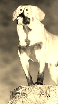 Sepia + Negatyw