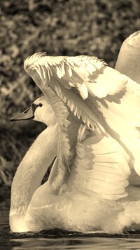 Szary + Sepia