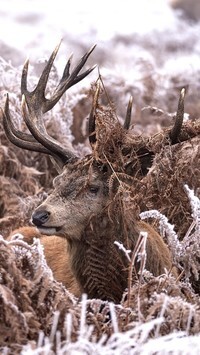 Oryginalny obrazek