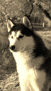 Szary + Sepia