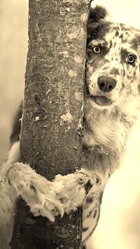 Szary + Sepia