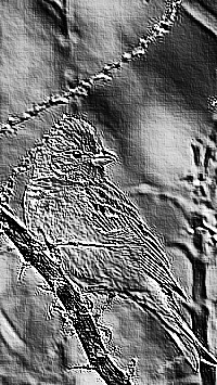 Skamielina