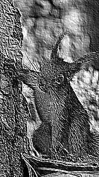 Skamielina