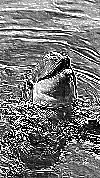 Skamielina