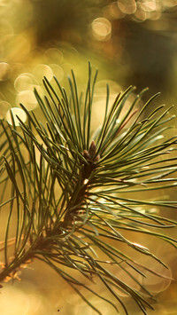 Oryginalny obrazek