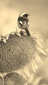 Szary + Sepia