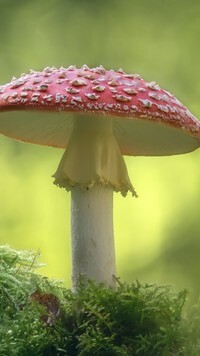 Oryginalny obrazek
