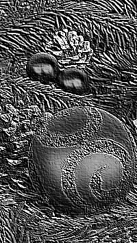 Skamielina