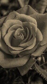 Szary + Sepia