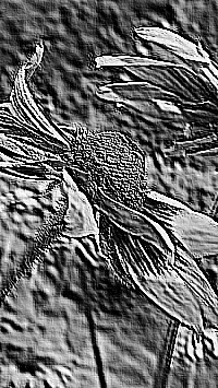 Skamielina