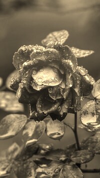 Szary + Sepia