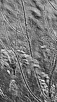 Skamielina