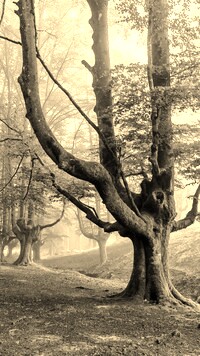 Szary + Sepia